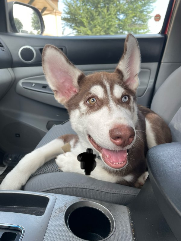 Found Siberian Husky in Plano, Texas