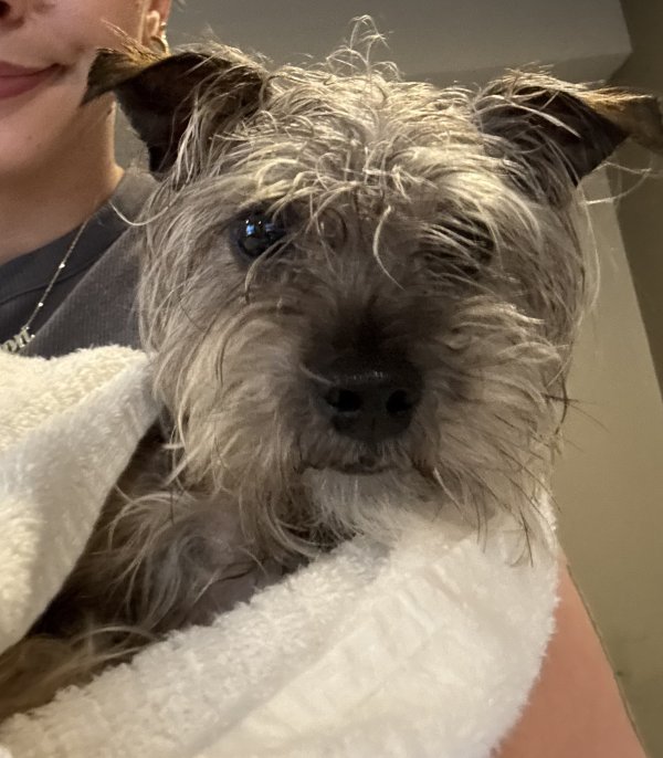 Found Yorkshire Terrier 