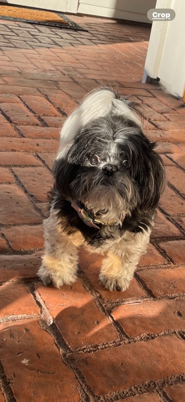 Lost Shih Tzu in Florida