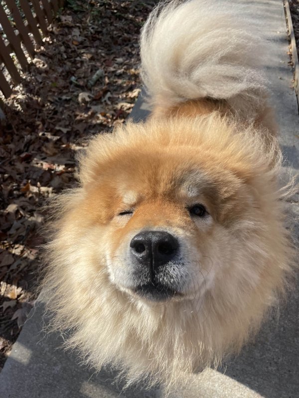 Lost Chow Chow in Georgia