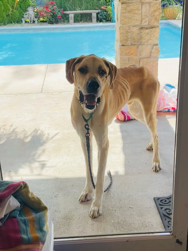 Found Great Dane in Kansas