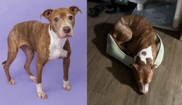 Lost Pit Bull in Tampa, FL