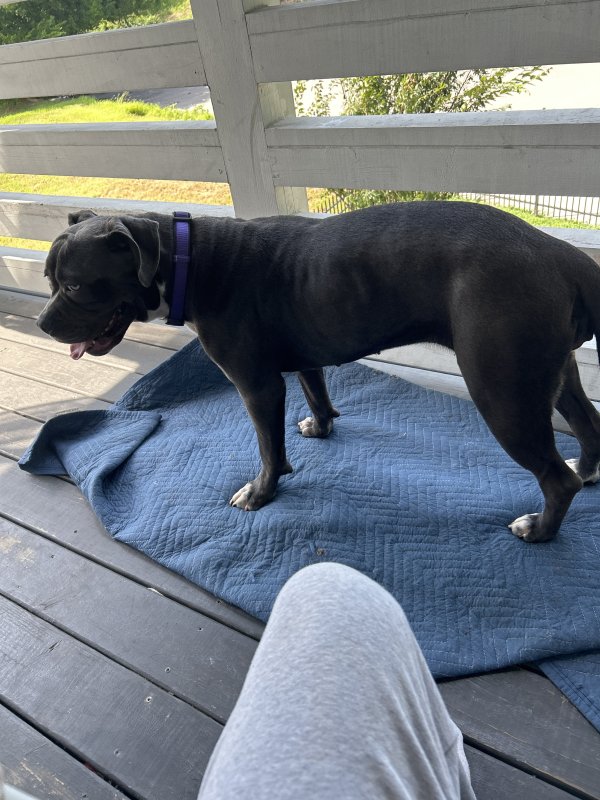 Found Pit Bull 