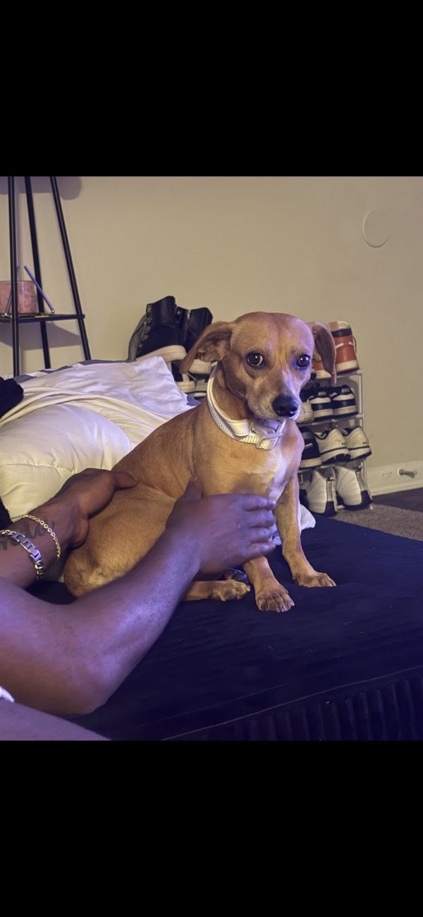 Lost Dachshund in Gwynn Oak, MD
