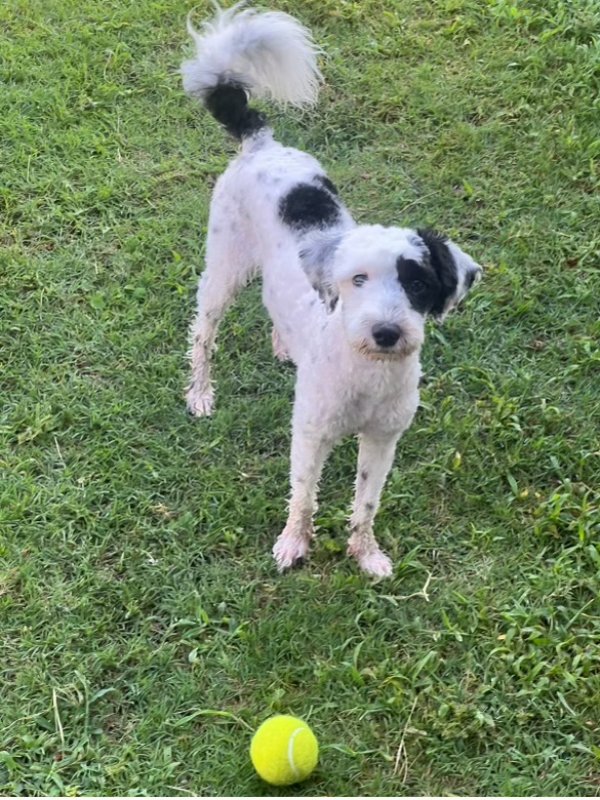 Lost Shetland Sheepdog in Texas
