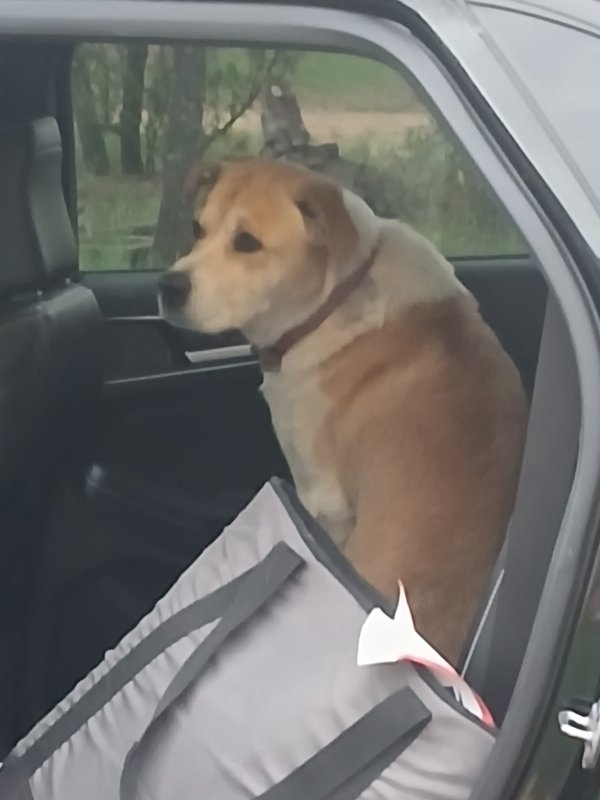 Found Labrador Retriever 