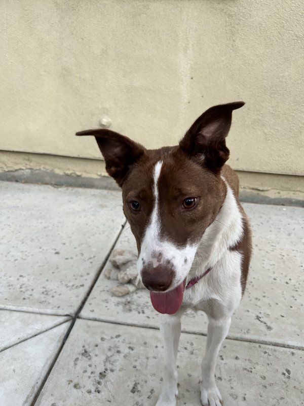 Found Border Collie 