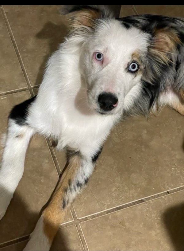 Lost Australian Shepherd in Texas