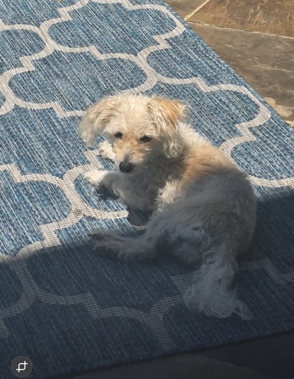 Lost Poodle in Texas
