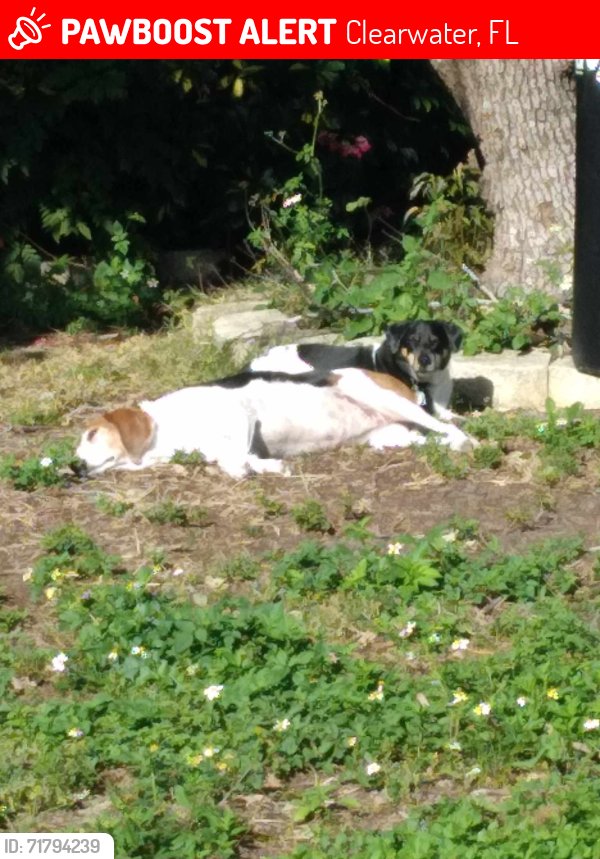Lost Treeing Walker Coonhound in Florida