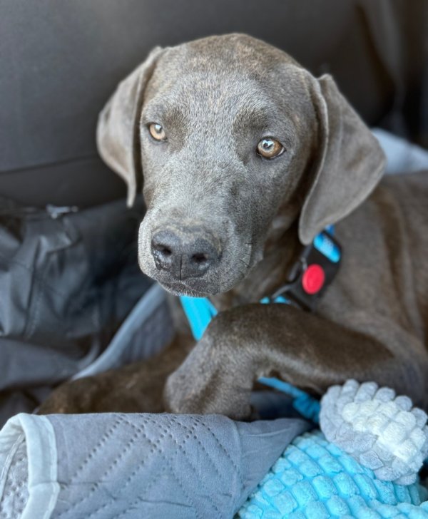 Lost Other in California