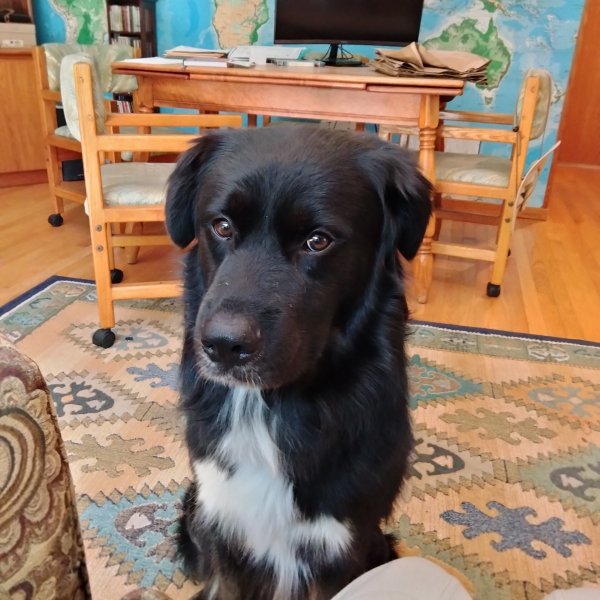Found Border Collie in Indiana