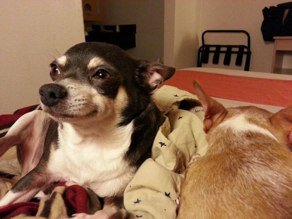 Lost Chihuahua in Tennessee