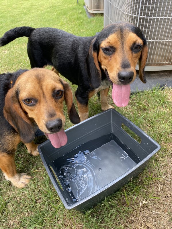 Found Beagle in South Carolina