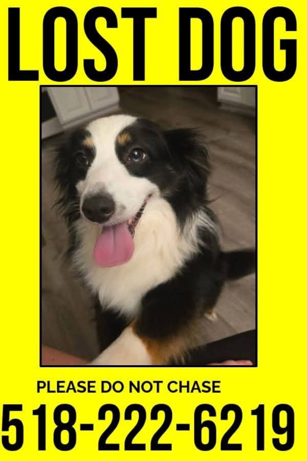 Lost Australian Shepherd 