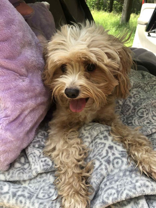 Lost Maltese in Michigan