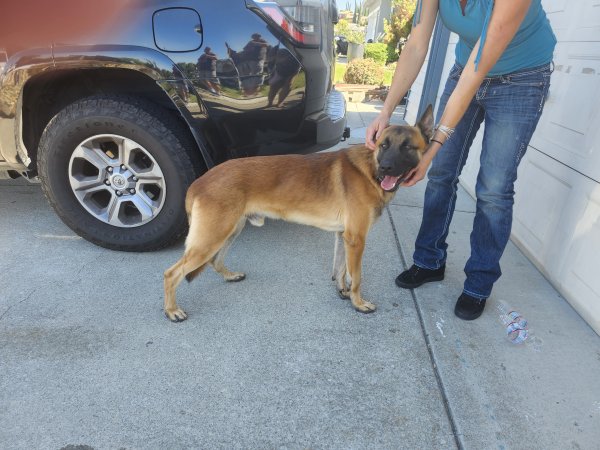 Found German Shepherd Dog in Antioch, California