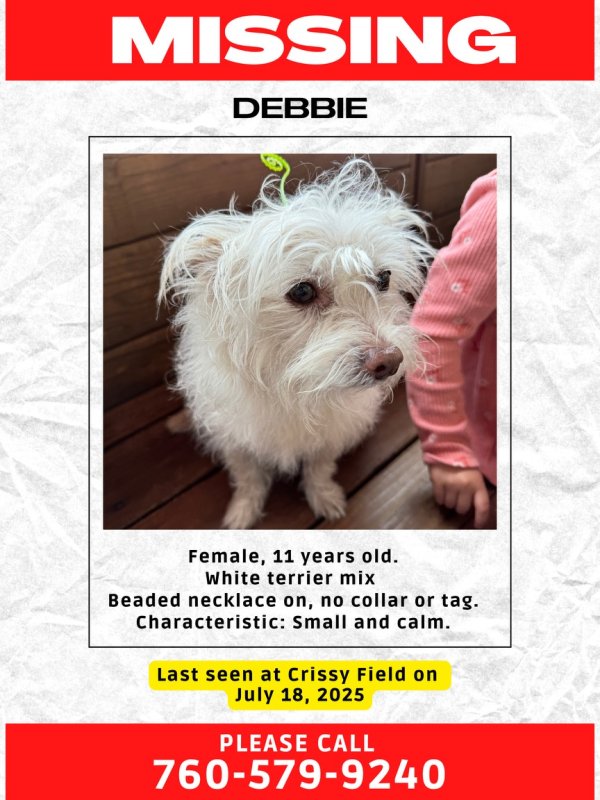 Lost Mutt in California