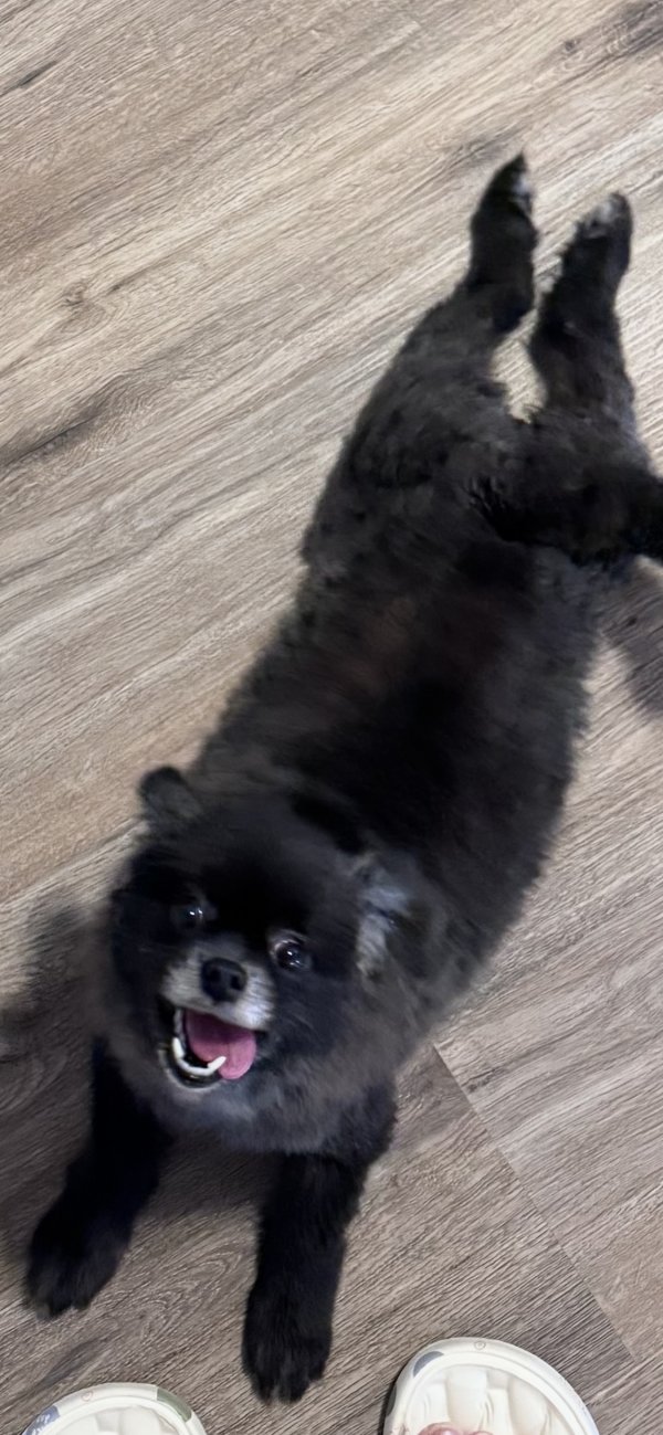 Lost Pomeranian in Houston, Texas