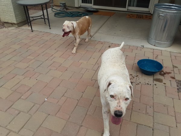 Found Bull Terrier in Phoenix, Arizona
