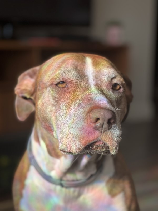 Lost Pit Bull in Massachusetts
