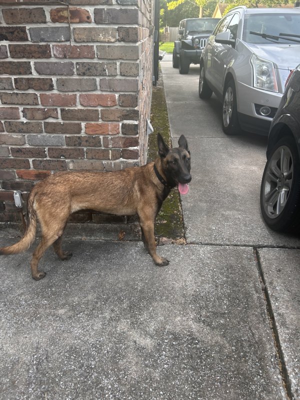 Found Belgian Malinois in Houston, Texas