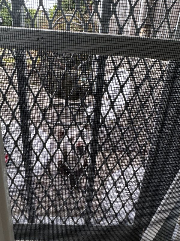 Found Pit Bull in San Francisco, California