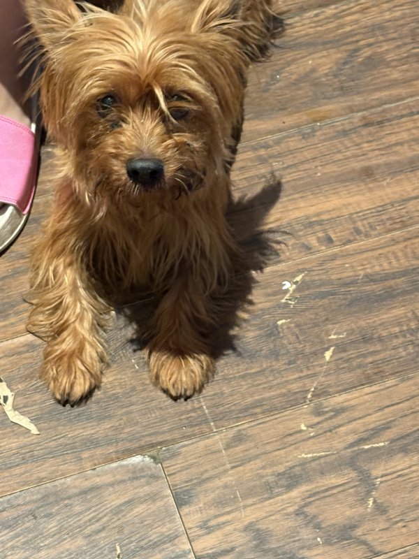 Found Yorkshire Terrier in Philadelphia, PA