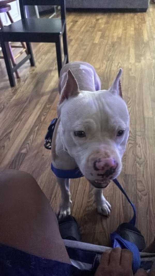 Found Pit Bull in Marietta, Georgia