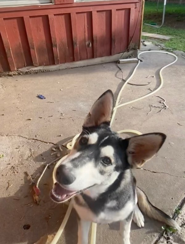 Lost Siberian Husky in Texas
