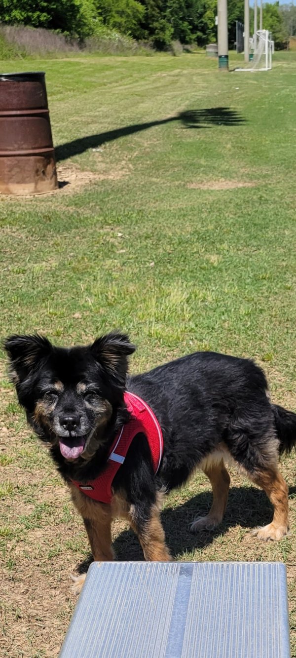 Lost Mutt in Georgia
