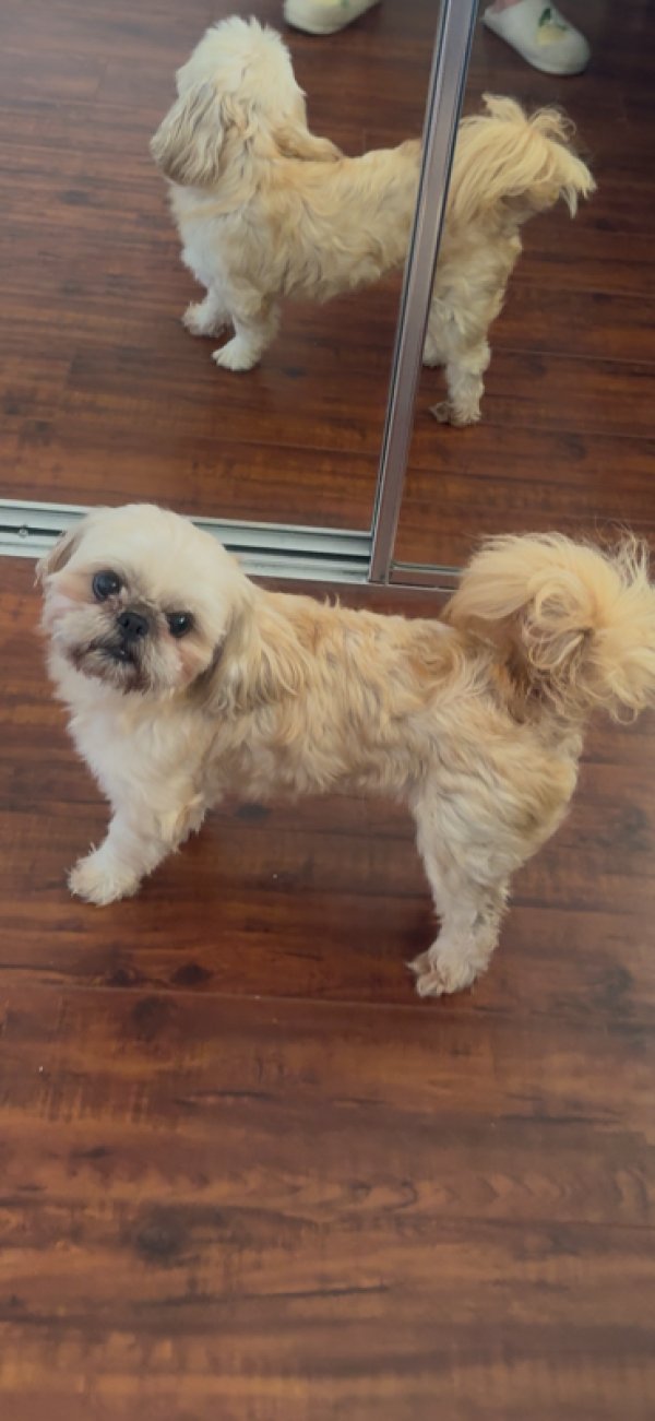 Lost Shih Tzu in California
