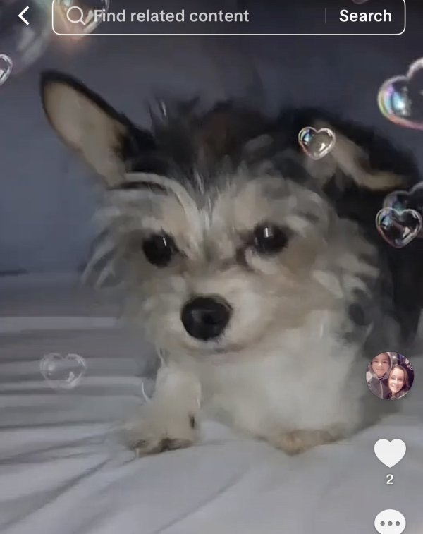Lost Yorkshire Terrier in California