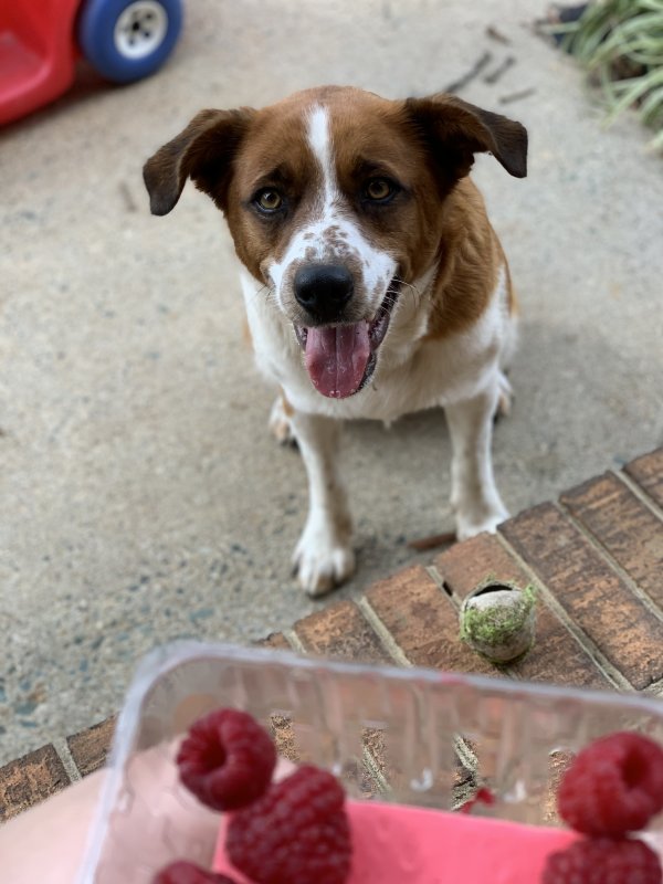 Lost Mutt in North Carolina
