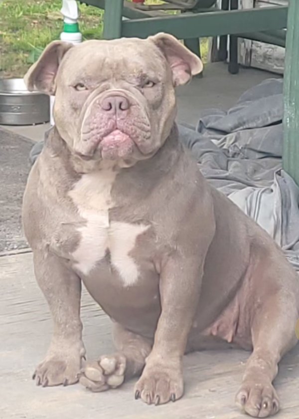 Lost Pit Bull in Texas