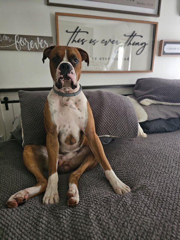 Lost Boxer in Georgia