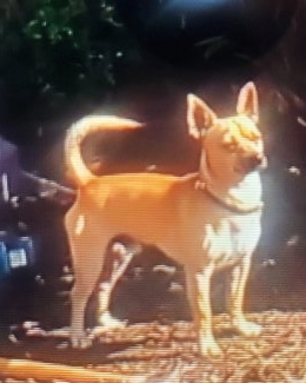 Lost Chihuahua in California