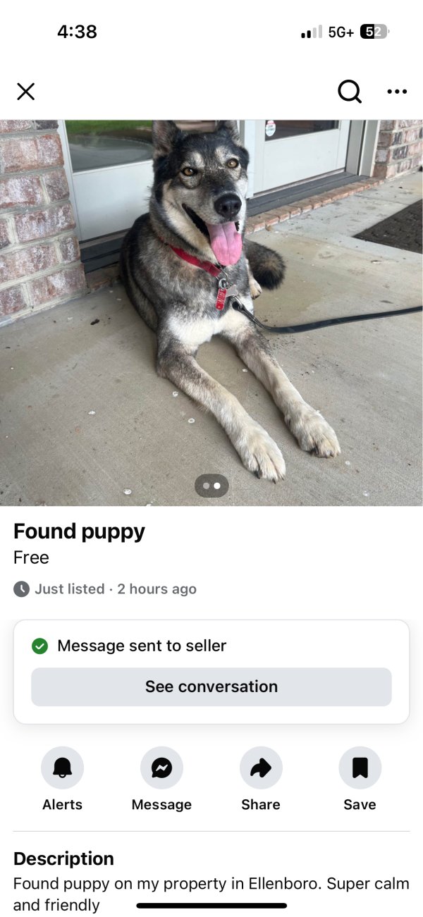 Found Siberian Husky in North Carolina