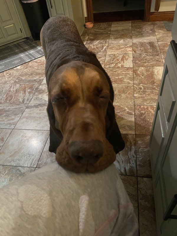 Lost Bloodhound in Plano, Texas