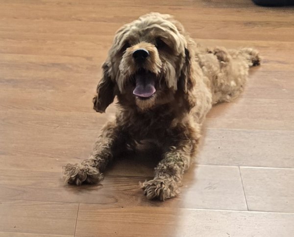 Found Golden Retriever in Florida