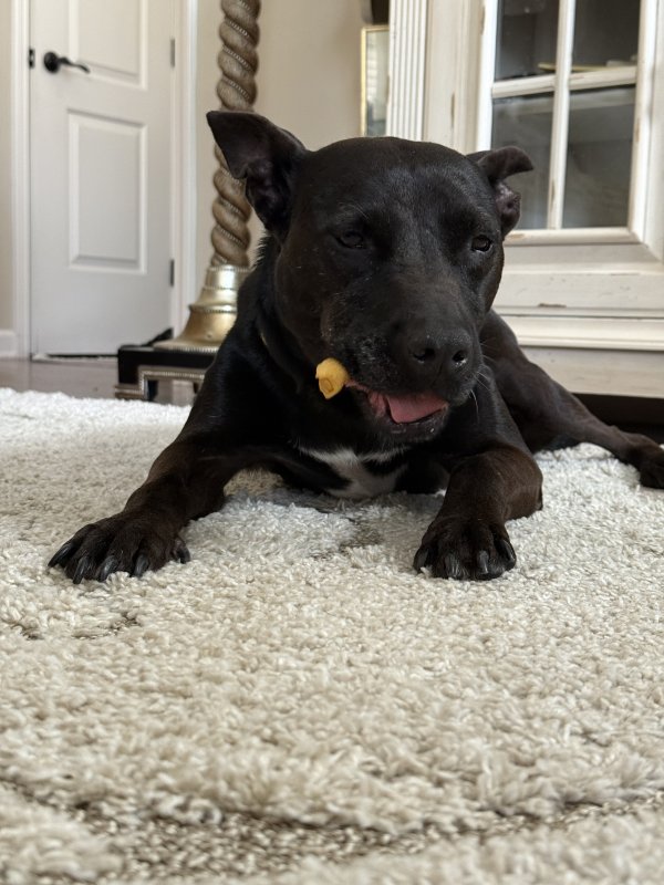 Found Labrador Retriever in Tennessee