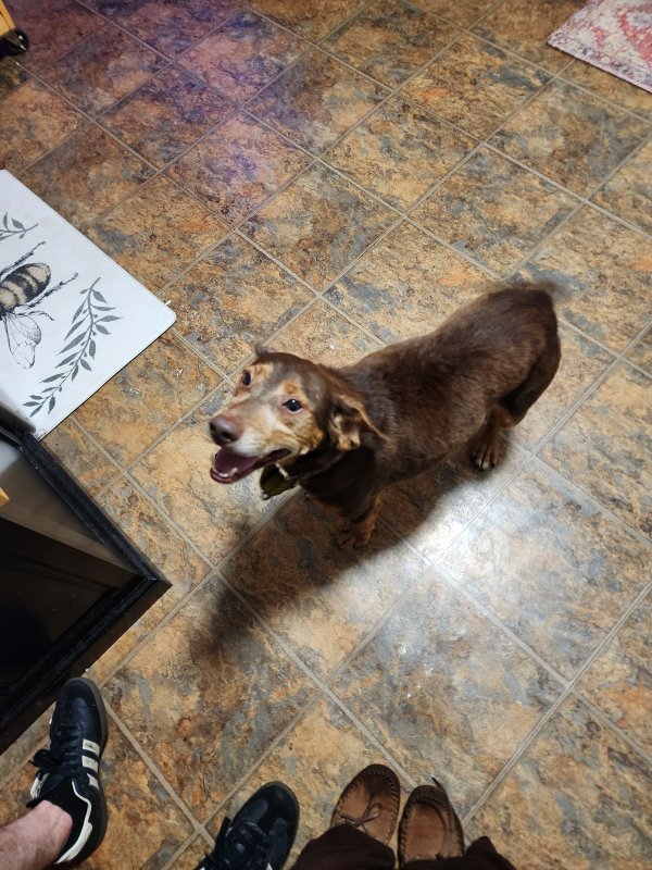 Found Dog in Louisville, KY