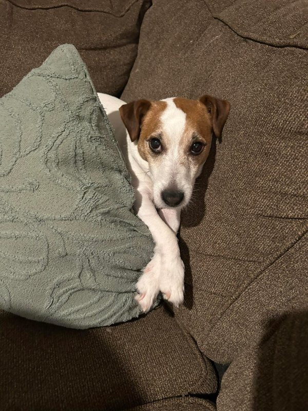 Lost Jack Russell Terrier in Colorado