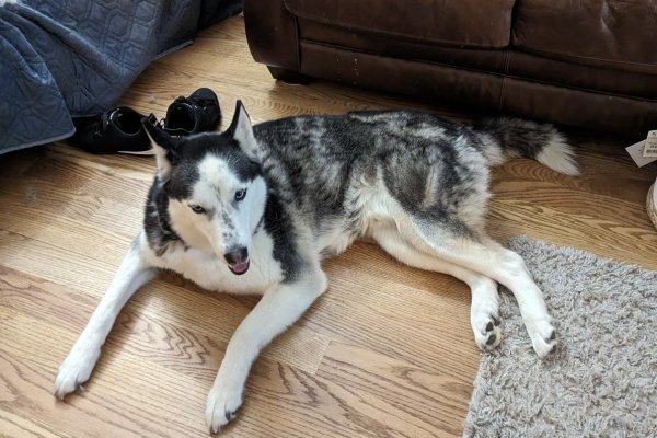 Lost Siberian Husky in Colorado