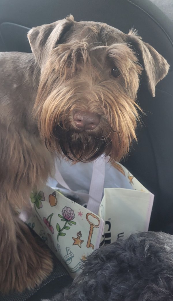 Lost Miniature Schnauzer in Alabama