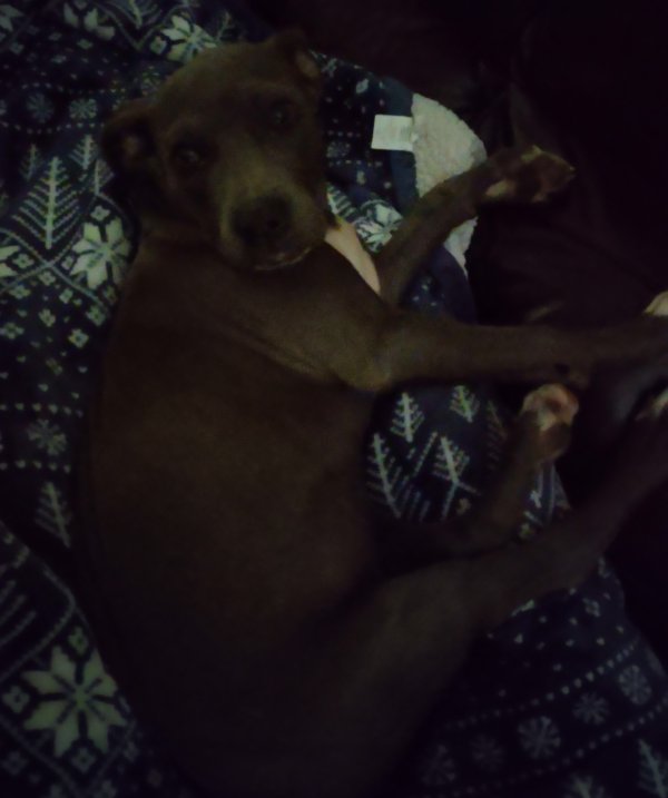 Found Pit Bull in Gainesville, Florida