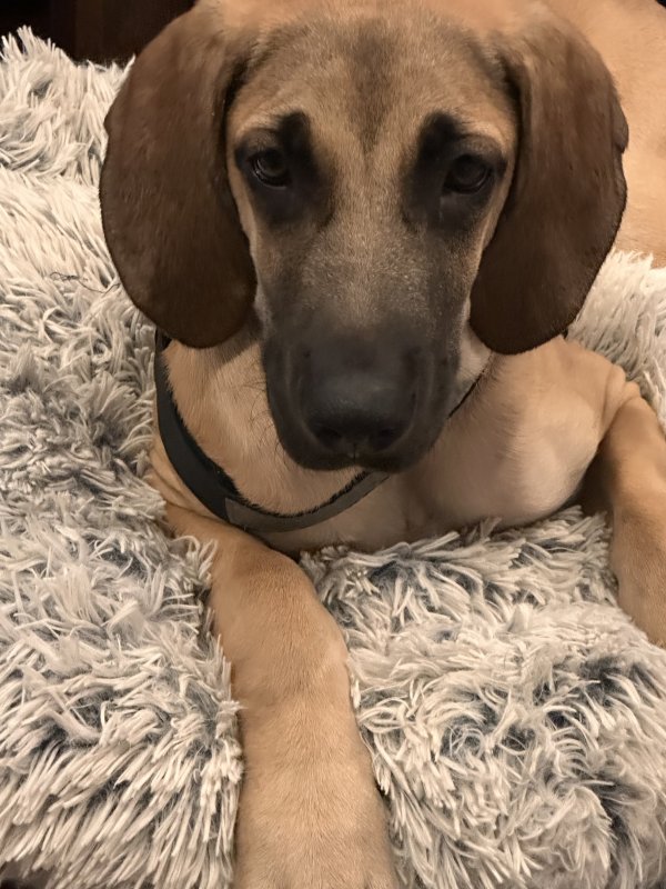 Found Black Mouth Cur in Chicago, Illinois