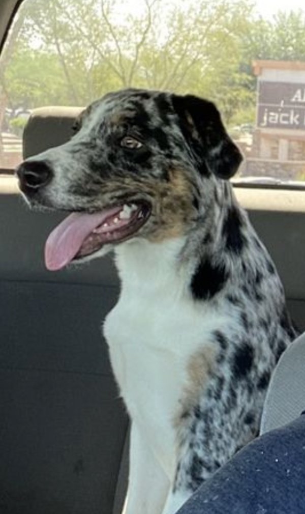 Lost Mutt in Arizona