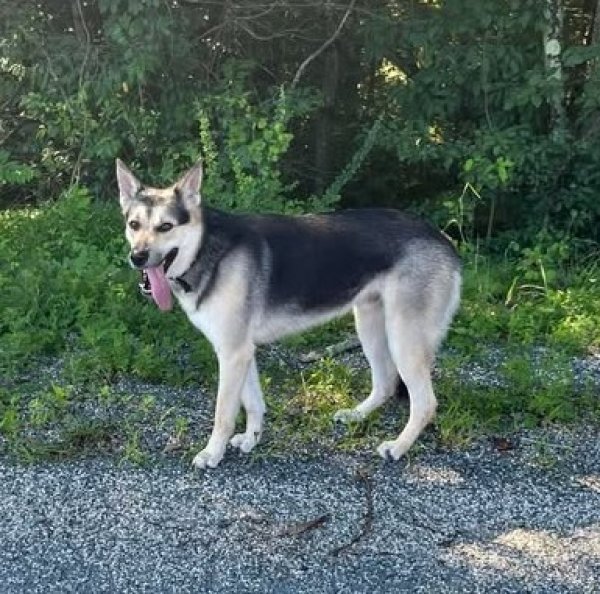 Found German Shepherd Dog in Biglerville, PA