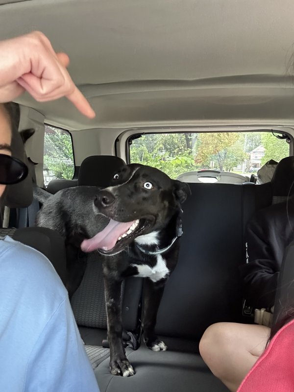 Found Dog in Chattanooga, TN